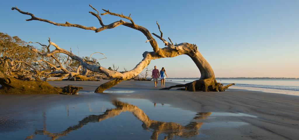 Georgia Küste und Strand, Driftwood Beach Driftwood Beach – Jekyll Island
