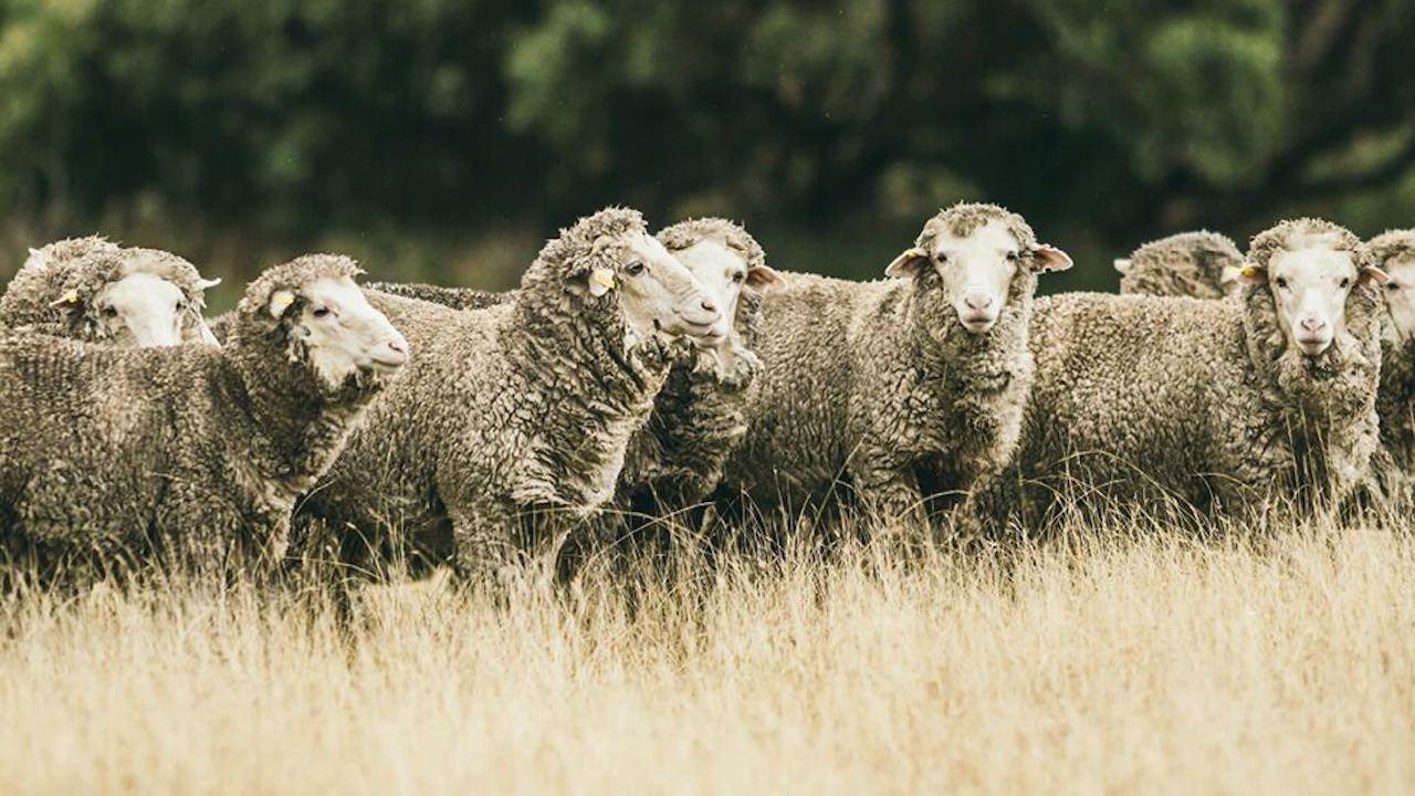 Mensch und Schaf im Fokus